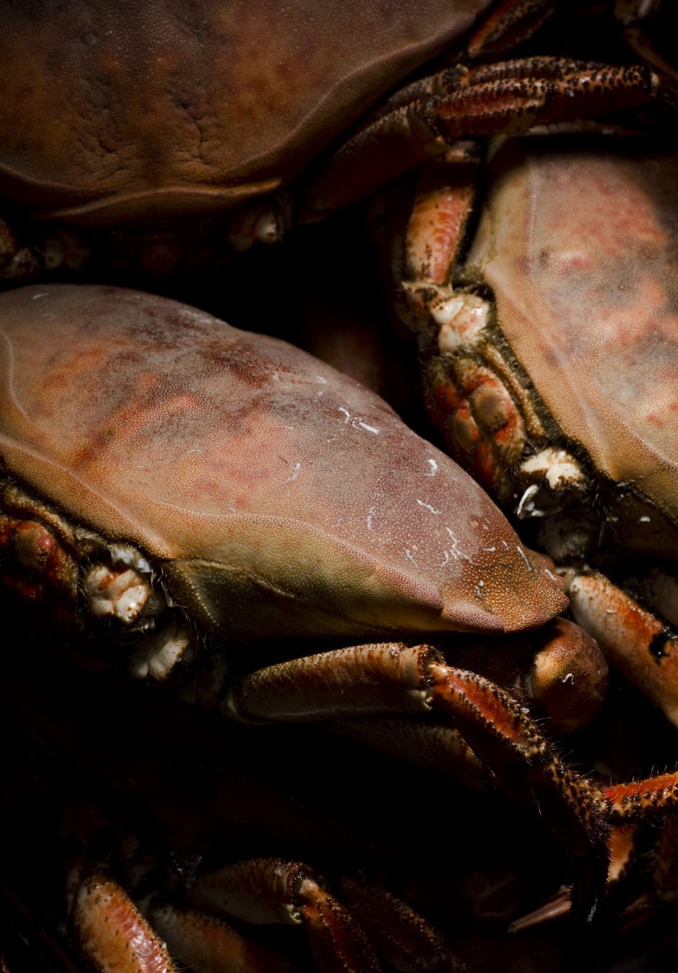 Brown crabs