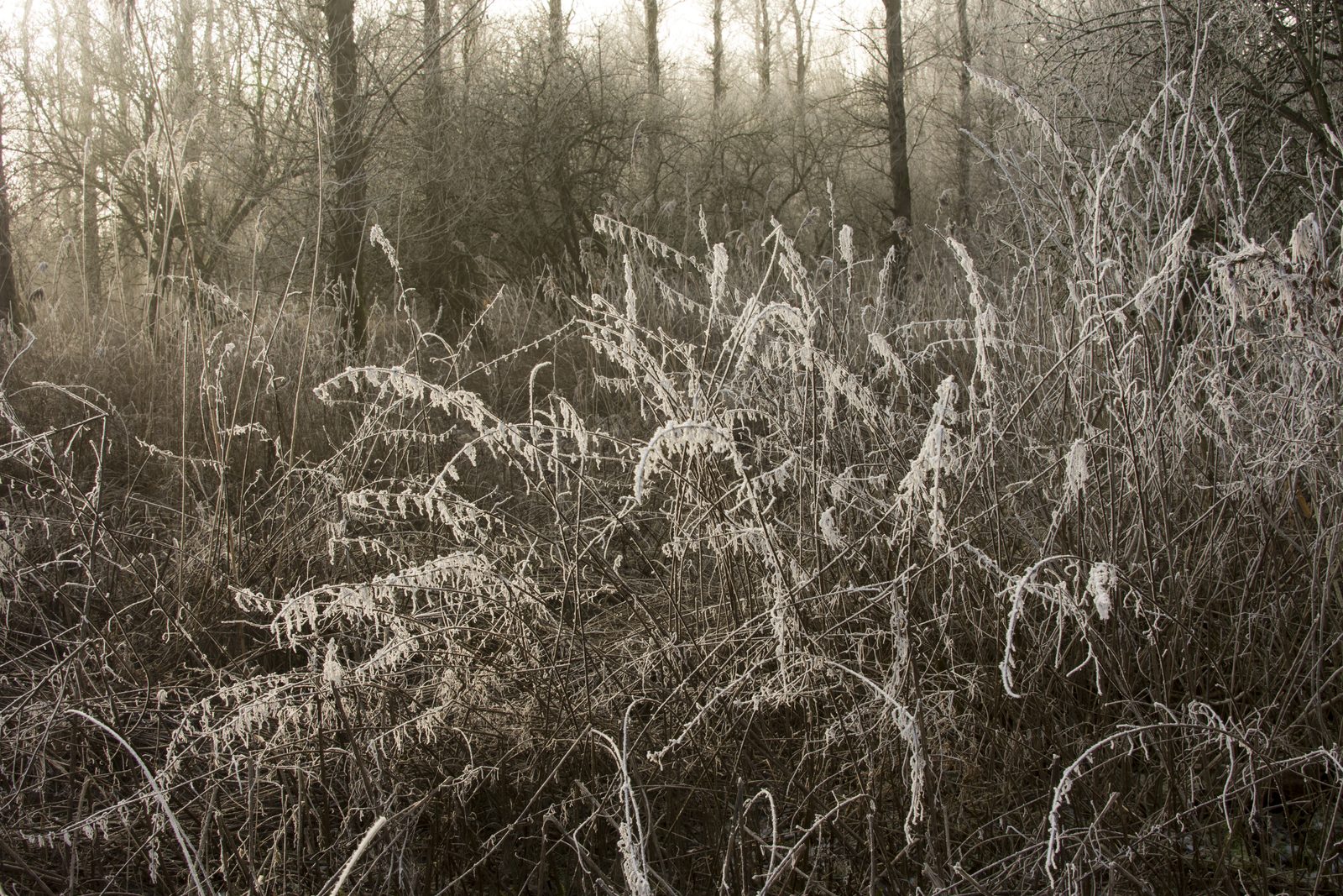 Frost in the undergrowth
