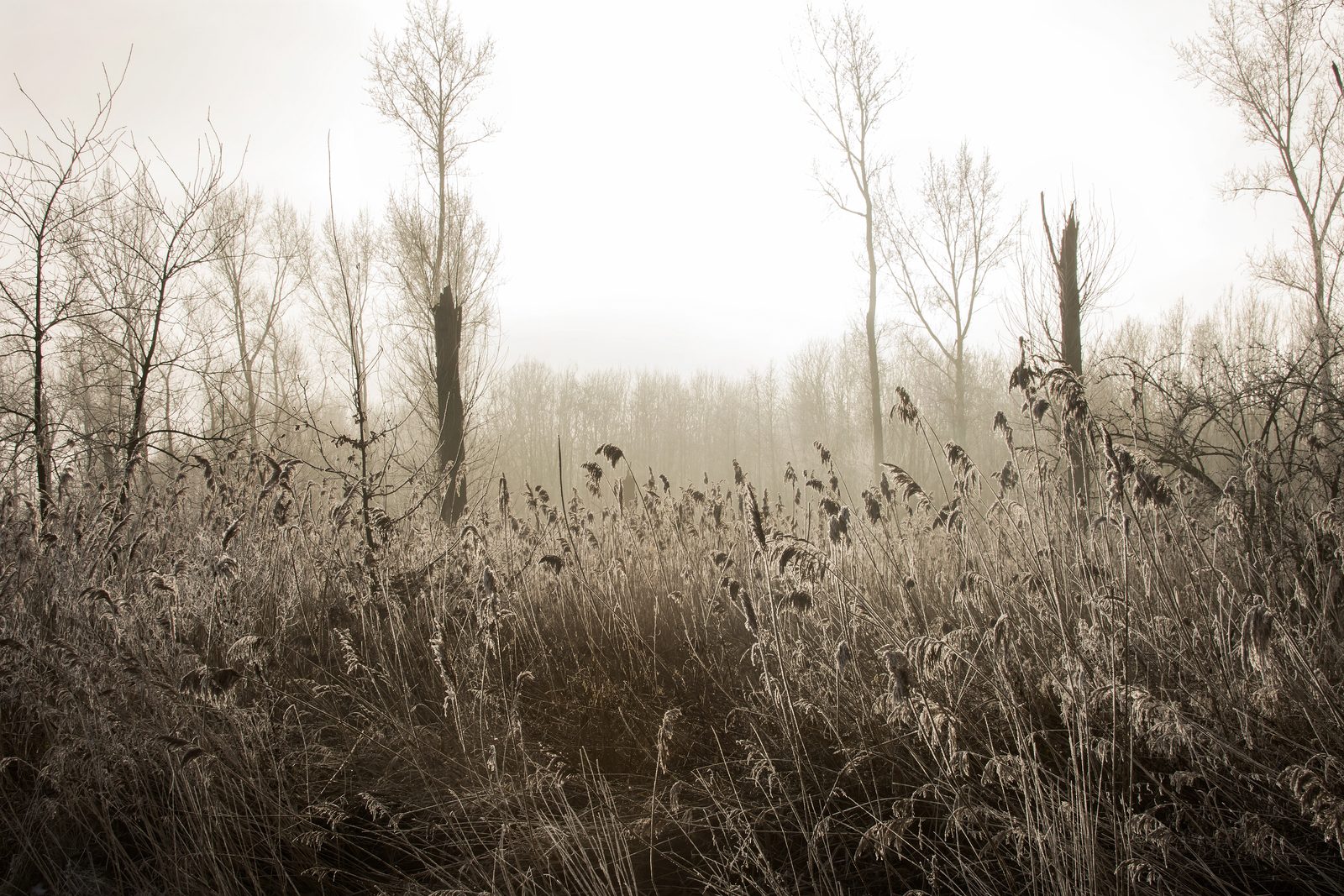 Frosted reeds in morning mist