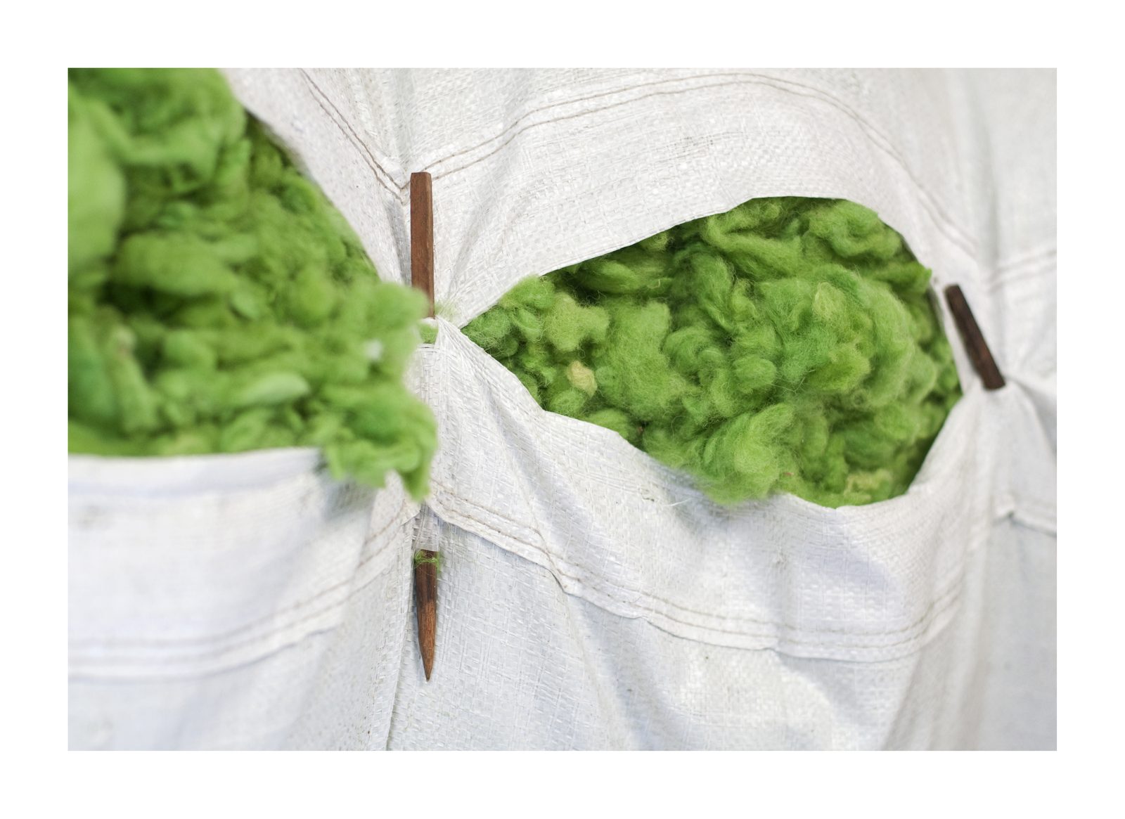 Green wool in the bale
