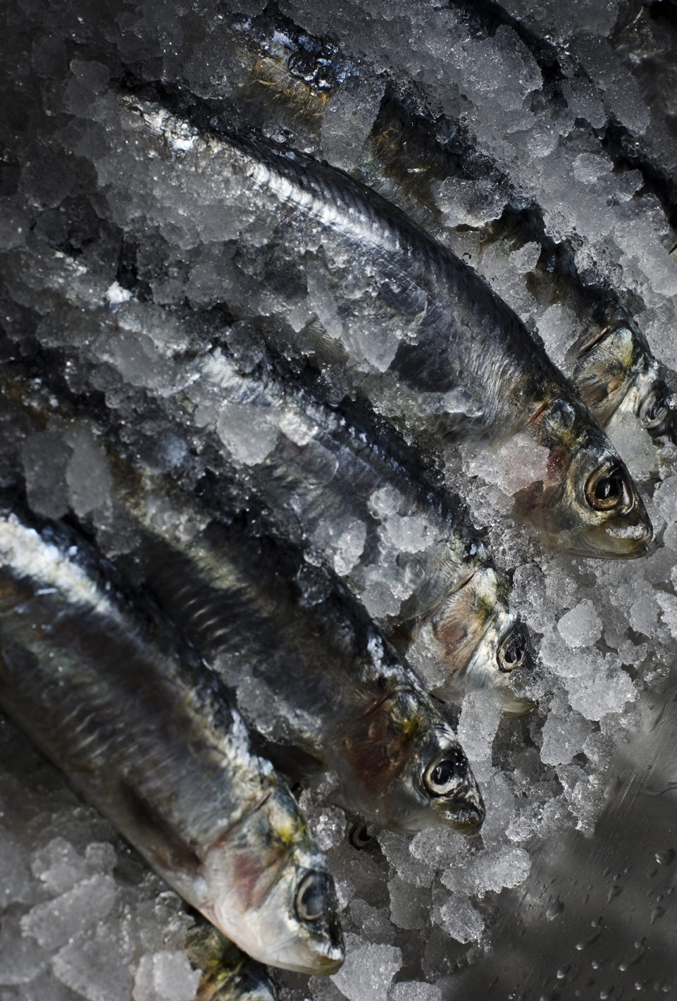 Herring on ice
