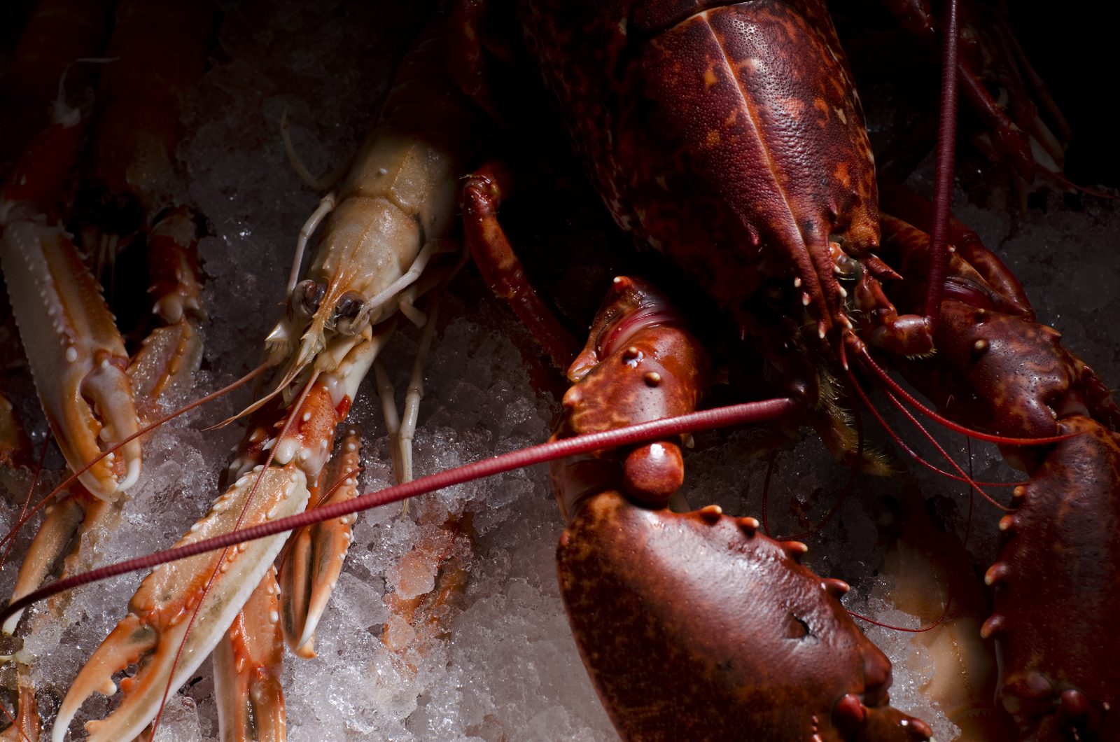 Langoustine and lobster