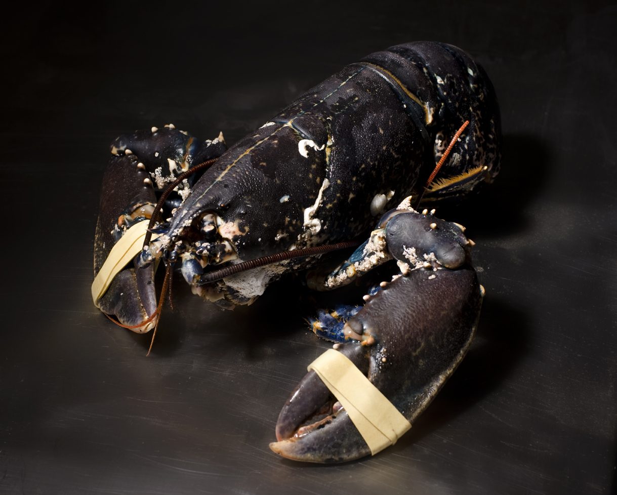 Lobster with banded claws