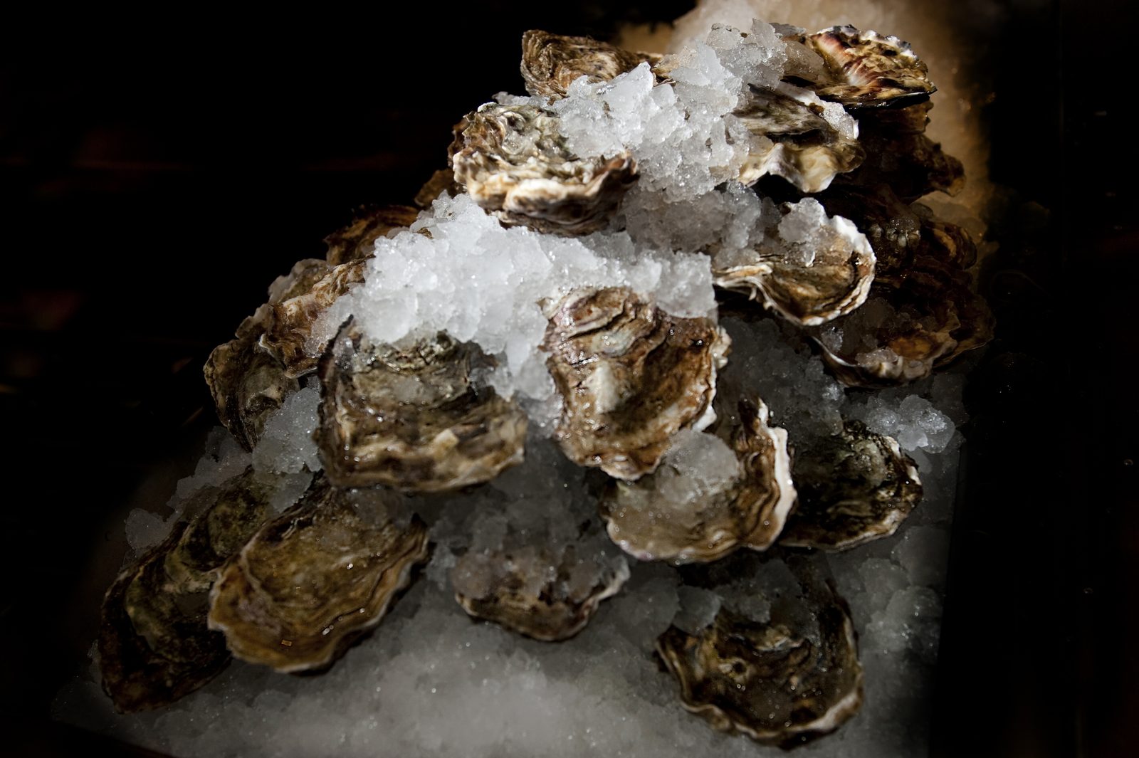 Oysters on ice