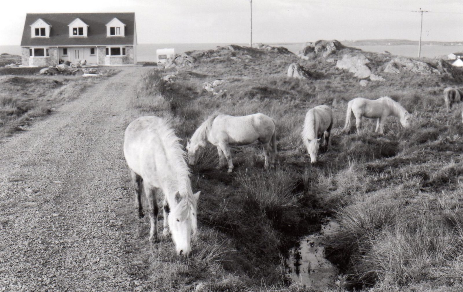 Ponies on the croft road - Eriskay