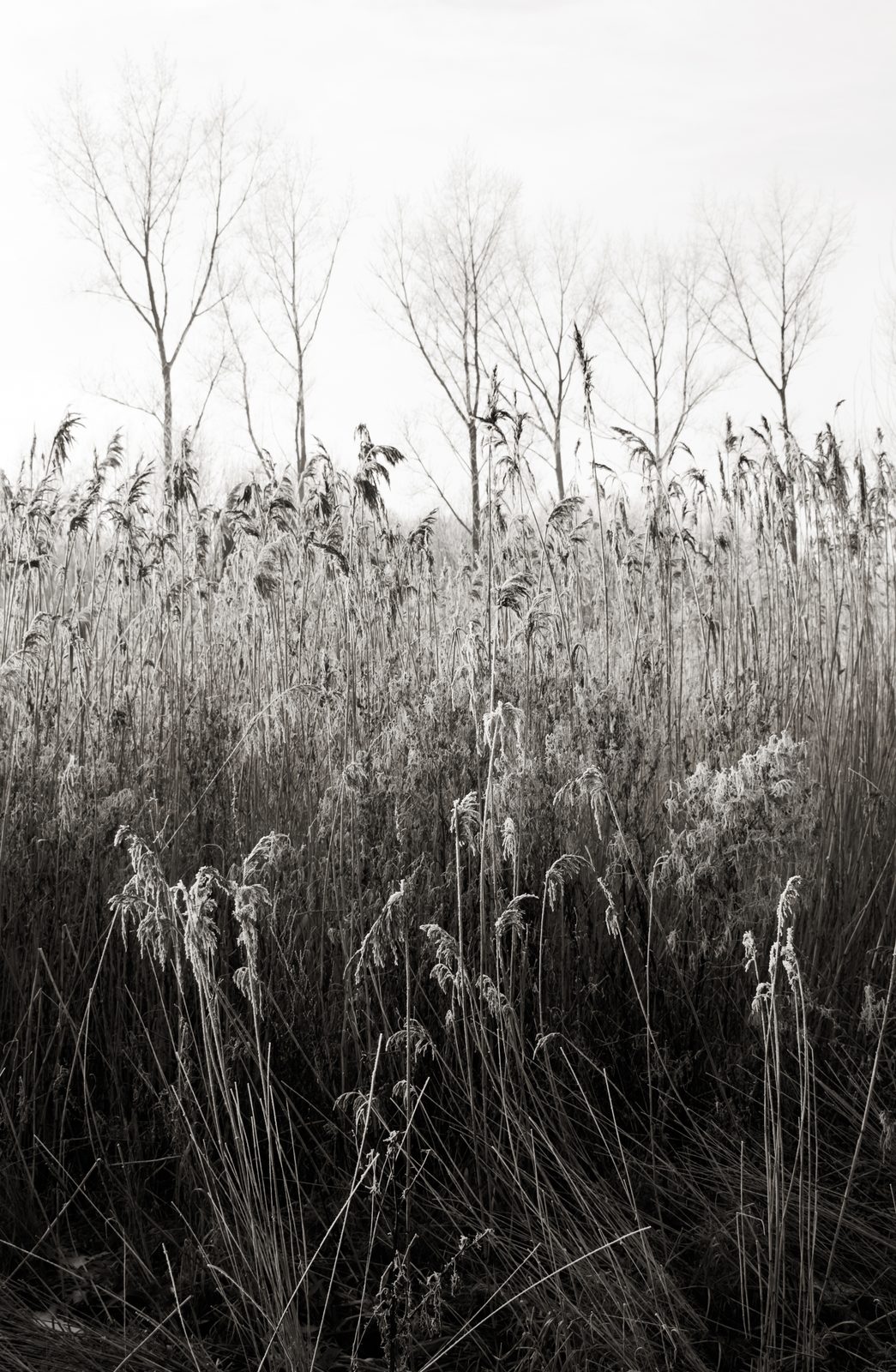 Reed bed below the poplars