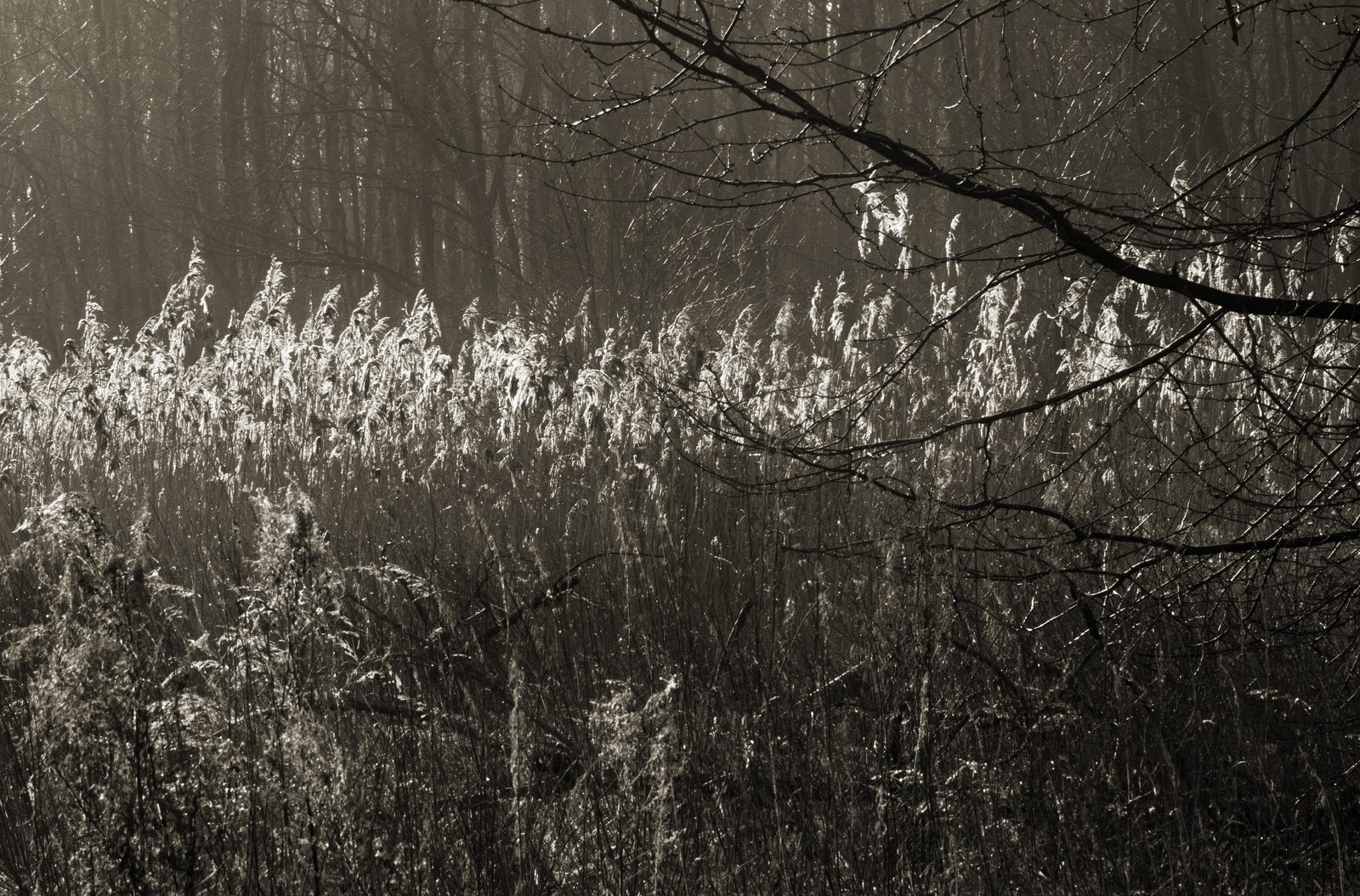 Reeds caught in low light