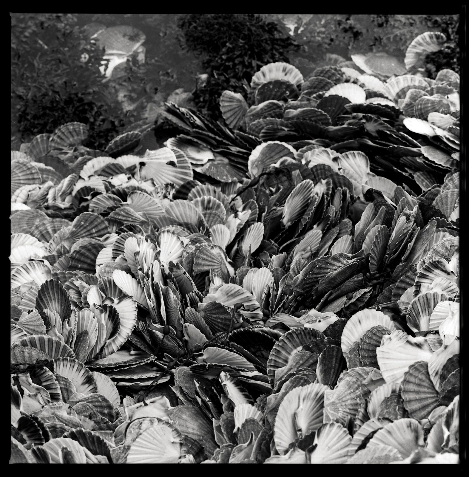Scallop shells