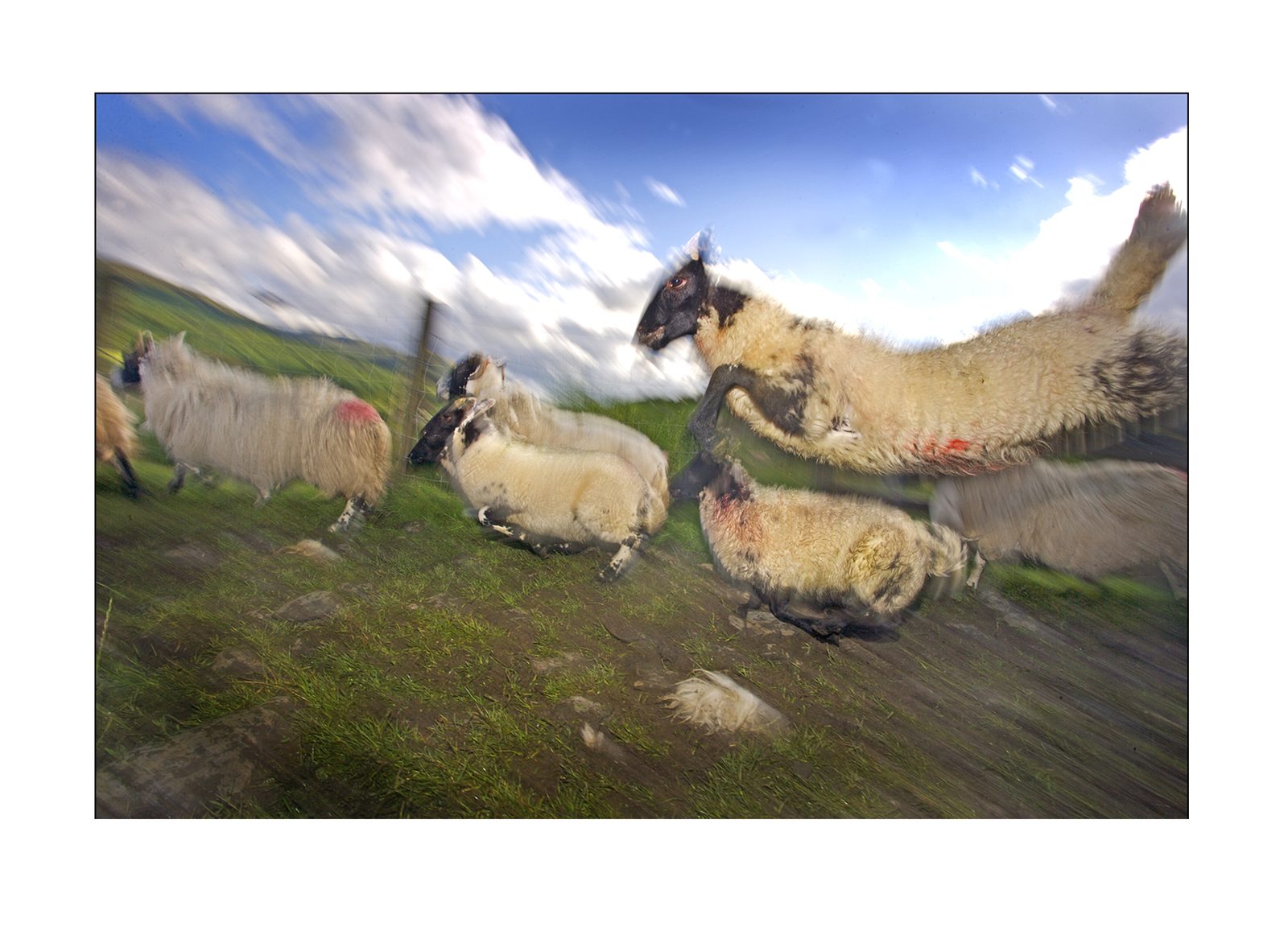 Sheep on the run