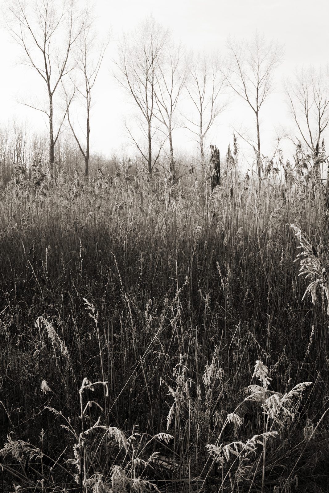 Winter grasses and bare trees