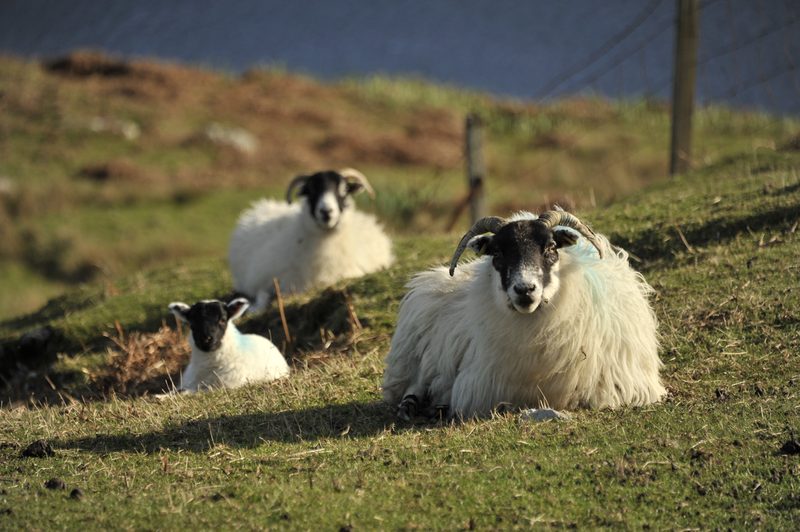 Blackface ewes by  loch Dun