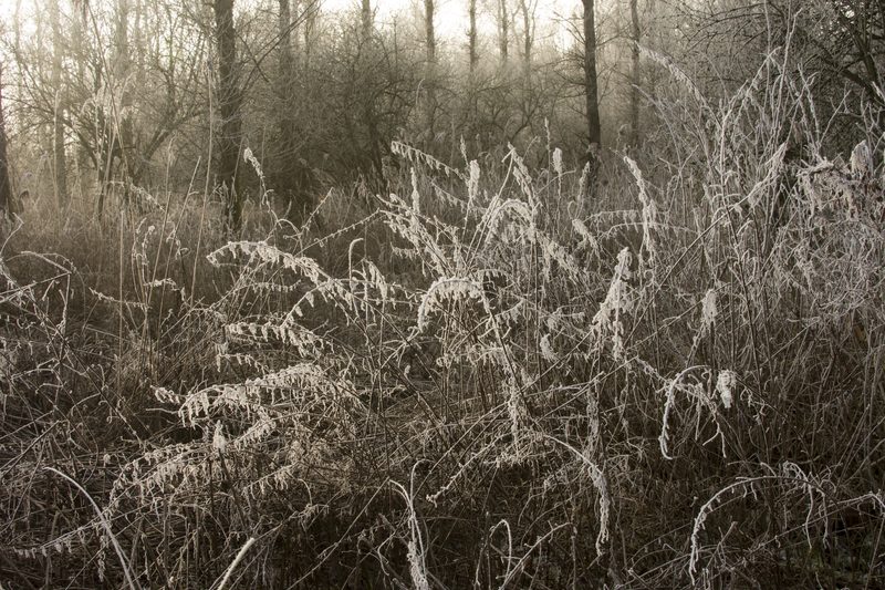 Frost in the undergrowth