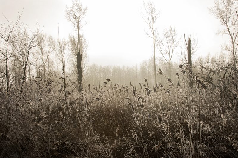 Frosted reeds in morning mist
