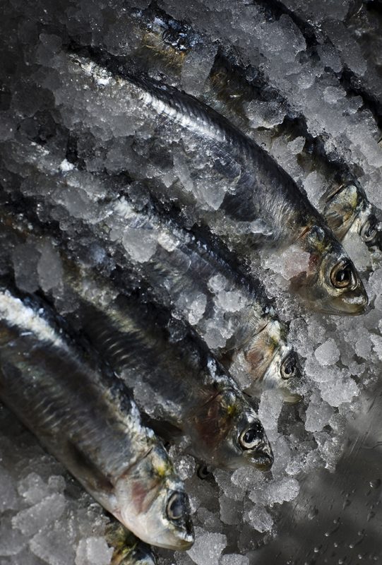 Herring on ice