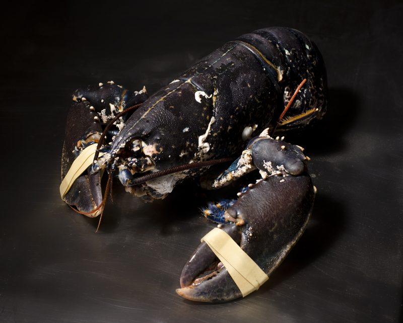 Lobster with banded claws