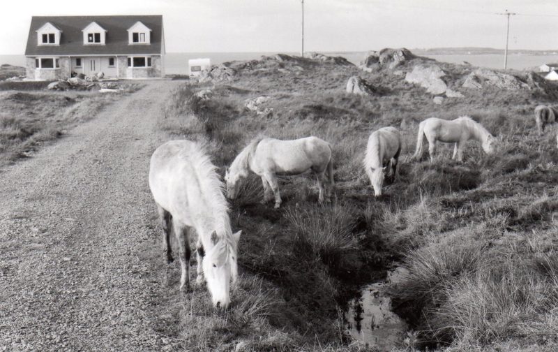 Ponies on the croft road - Eriskay