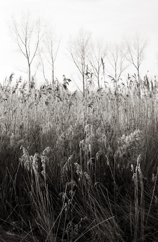 Reed bed below the poplars