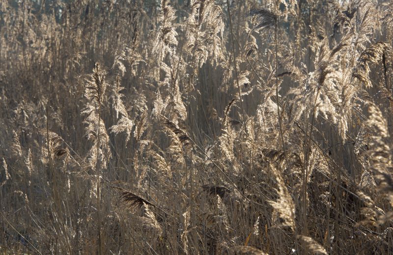 Reed plumes in the sun