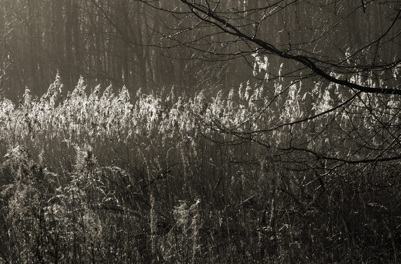 Reeds caught in low light