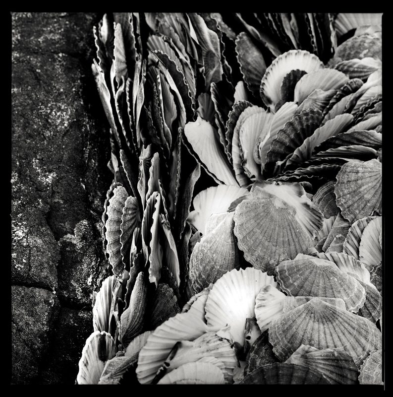 Shells on the rock