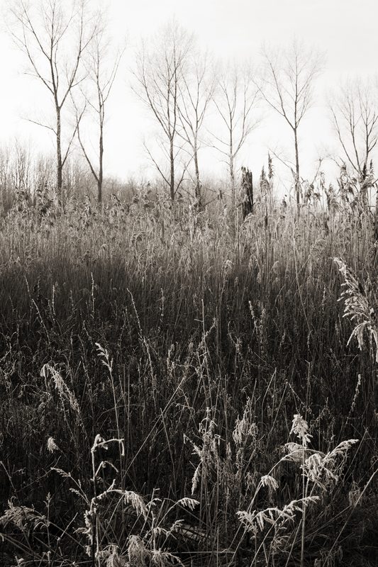 Winter grasses and bare trees