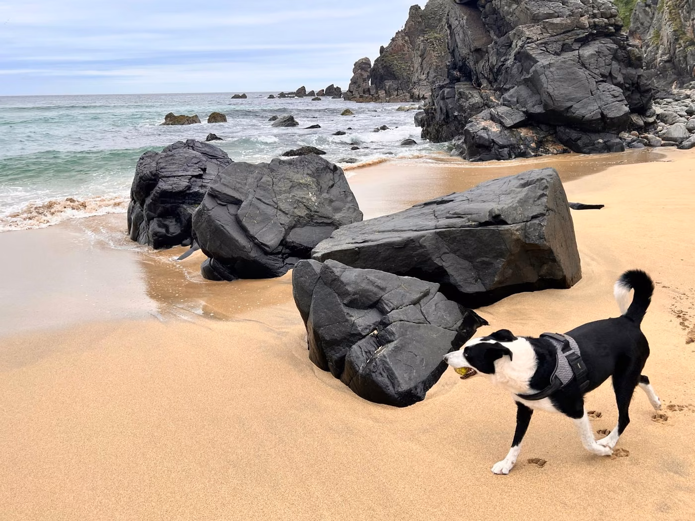 A dog enjoying the outdoors beside the cottage