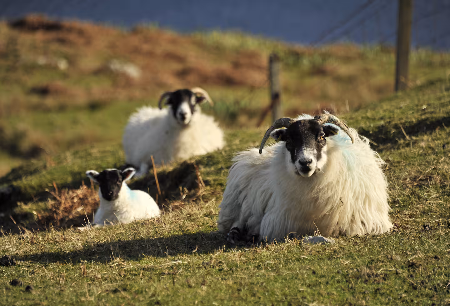 Sheep grazing on the croft