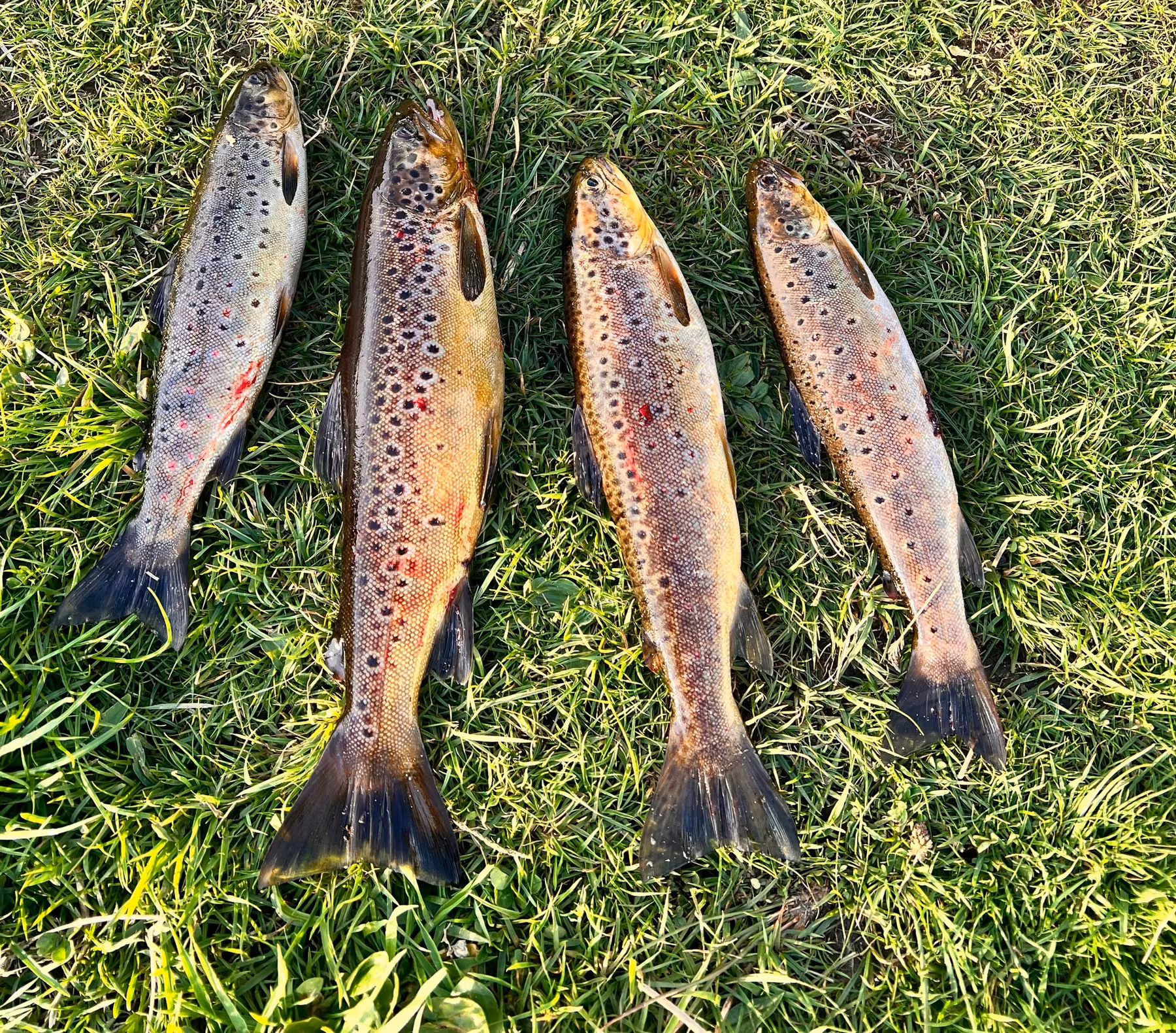Brown trout caught on the loch